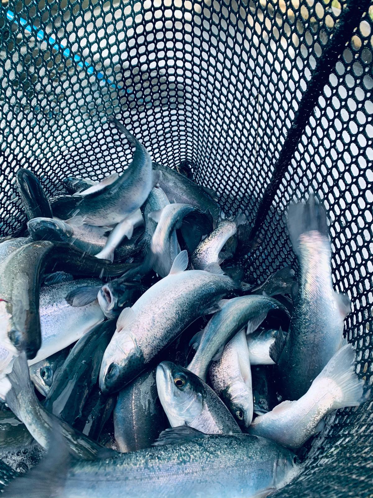 Nith Valley Trout Farm Scotland21