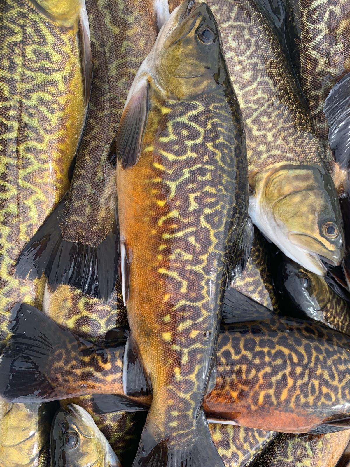 Nith Valley Trout Farm Scotland5